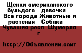 Щенки американского бульдога ( девочки) - Все города Животные и растения » Собаки   . Чувашия респ.,Шумерля г.